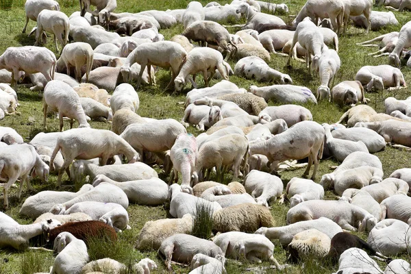 Flock Sheep Resting Pasture Mountains — Fotografia de Stock