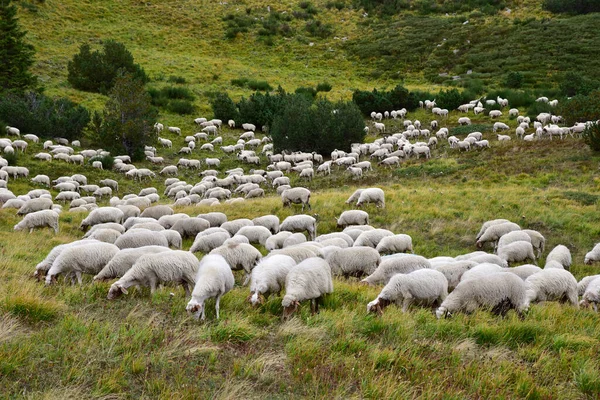 Flock Sheep Grazing Mountains Transhumance — Fotografia de Stock