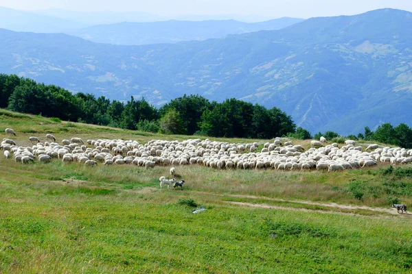 Herds Sheep Mountains Modenese Apennines Shepherd Dogs — Fotografia de Stock