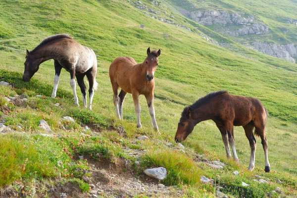 Foals Wild Slopes Mount Cimone Italy — Fotografia de Stock
