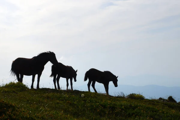 Silhouettes Horses Wild Background Sky — Fotografia de Stock