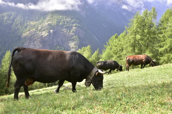 Black Aosta Valley Cow Grazing Mountains Aosta Valley — Fotografia de Stock