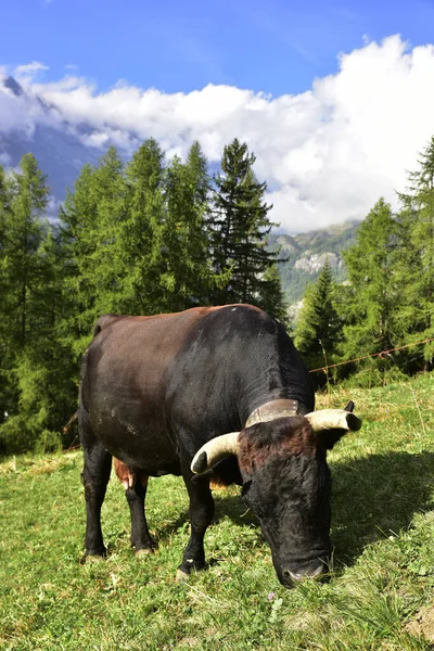 Black Aosta Valley Cow Grazing Mountains Aosta Valley — Fotografia de Stock