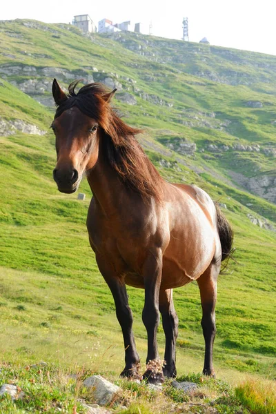 Horse Wild Slope Mount Cimone Modenese Apennines 免版税图库图片