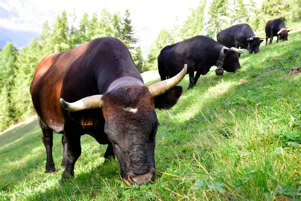 Black Aosta Valley Cow Grazing Mountains Aosta Valley 图库照片