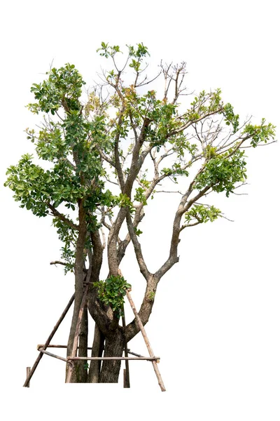 Тло Текстура Великого Дерева Використовуються Саду Ізольованому Білому Фоні — стокове фото