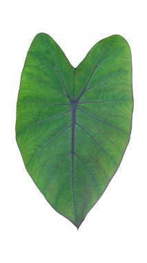 Caladium, Tayland Kara Büyü adında bir tür bırakıyor. Toprak yaprakları parlak yeşildir ve siyah bir yaprak çekirdeği vardır. Kırpma yolu ile izole edilmiş beyaz arkaplanda.