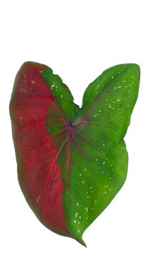 Caladium, Taylandlı Nang Mei adında bir tür bırakır. Beyaz lekeli yeşil yapraklar. Ve büyük kırmızı bir nokta. Kırpma yolu ile izole edilmiş beyaz arkaplanda.