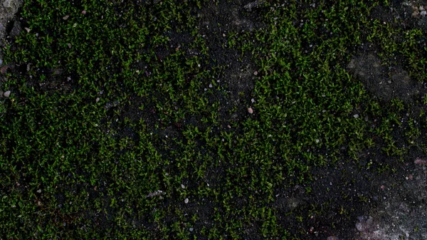 Top View Dark Tone Green Moss Grows Moist Calcareous Soil — Stock Photo, Image