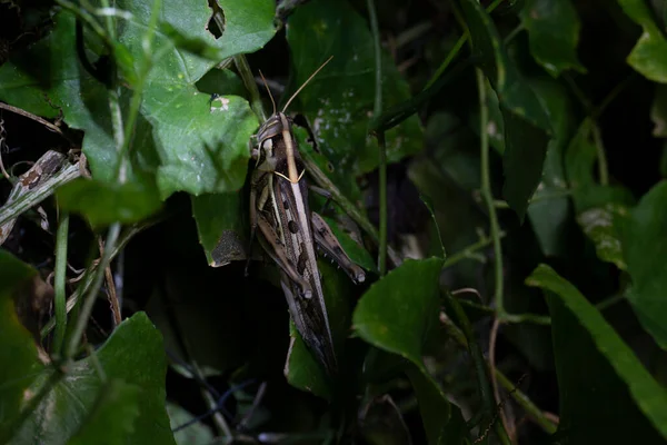 Grasshopper Escondió Silenciosamente Hoja Verde Calabaza Por Noche —  Fotos de Stock