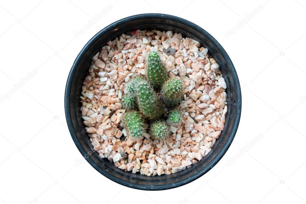 Above view of cactus has a whole python. sprinkled with colorful small stones in the black pot. Isolated white background with clipping path.