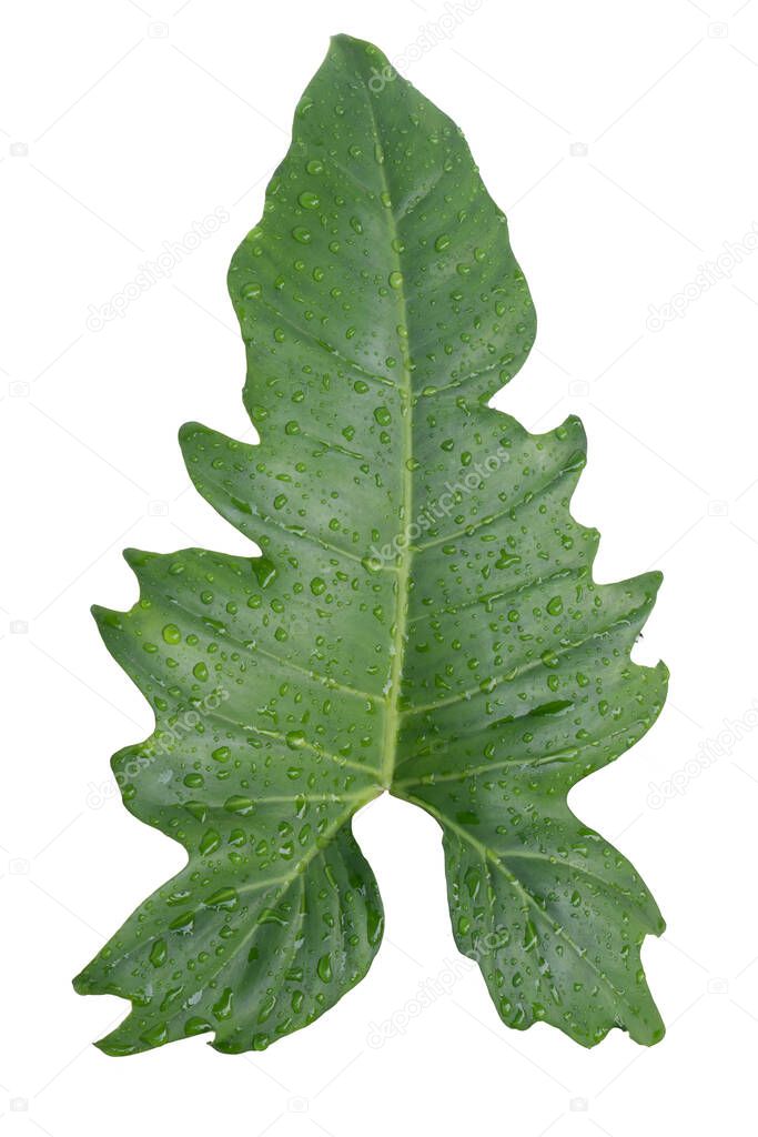 Top view or Above view of Single leaves of Philodendron Golden dragon. Wet leaf and full of water droplets. on isolated white background with clipping path.