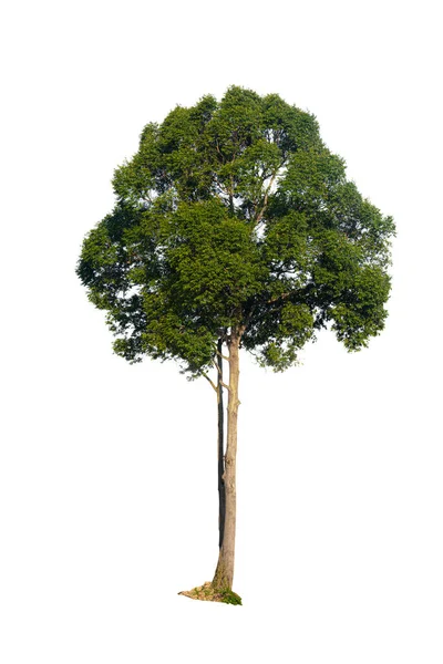 Тло Текстура Великого Дерева Або Назва Dipterocarpus Alatus Ізольованому Білому — стокове фото