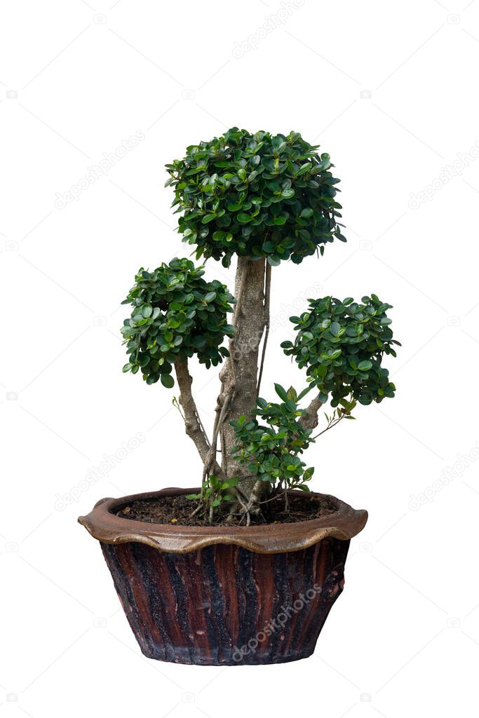 Big of Bonsai Ficus annulata or Banyan Tree on brown pot. Cut to decorate the trunk for beauty. Put on isolated white background. With clipping path.