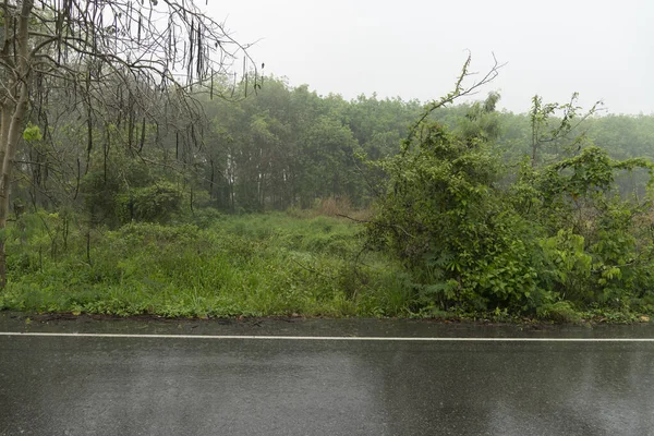 タイ王国で濡れたアスファルトの道路の水平方向のビュー 雨の時間の環境 背景の木や森です 暗い空の下で — ストック写真