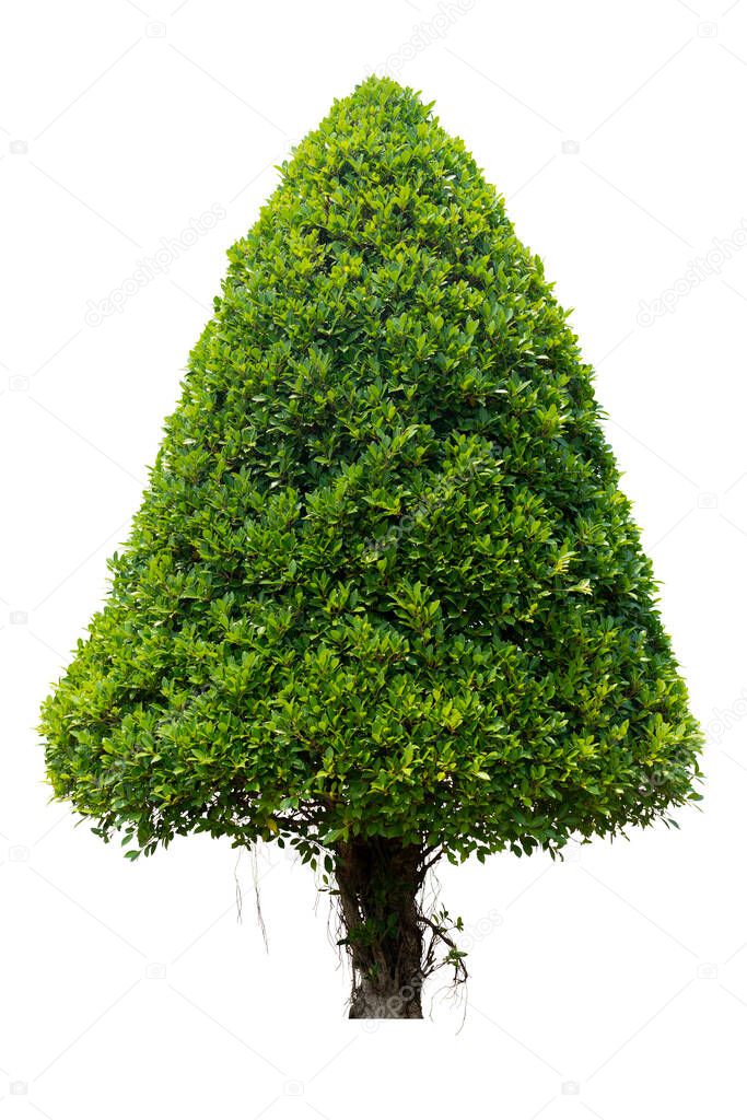 Tree was about two meters tall of Korean banyan or Ficus Annulata tree. On white background with clipping path.