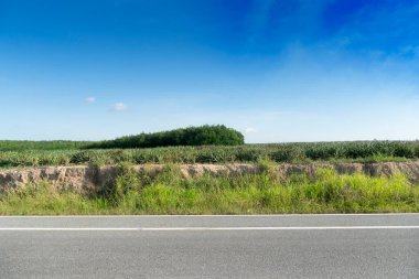 Tayland 'daki asfalt yolunun yatay görüntüsü. Yeşil çimlerin önü. ve ananas çiftliği ve kauçuk ağaçlarının arka planı. Mavi gökyüzünün altında.
