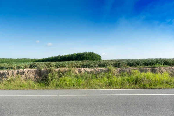 Tayland 'daki asfalt yolunun yatay görüntüsü. Yeşil çimlerin önü. ve ananas çiftliği ve kauçuk ağaçlarının arka planı. Mavi gökyüzünün altında.