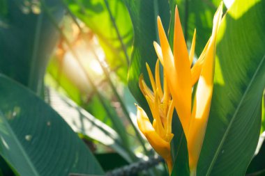 Pençe çiçeği sarı renginde soyut ve bulanık. Yeşil yapraklar ve ortasından geçen ışık..