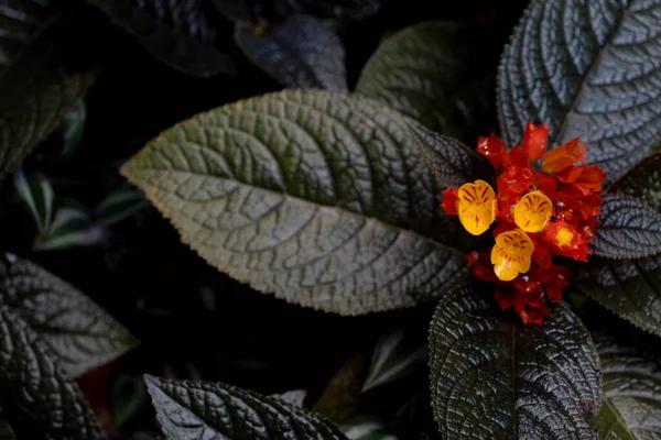 View Chrysothemis Pulchella Donn Sims Decne Yellow Orange Color Dark — Stok Foto