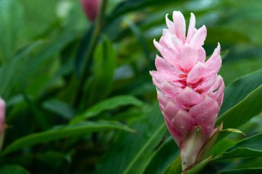 Alpine purpurata çiçeği Eileen Macdonald pembe renk. Çiçekler katmanlar halinde dizilmiş yapraklardır. Ağaçta güzel bir buket tutuyor. yeşil yaprak arkaplan sahnesi.