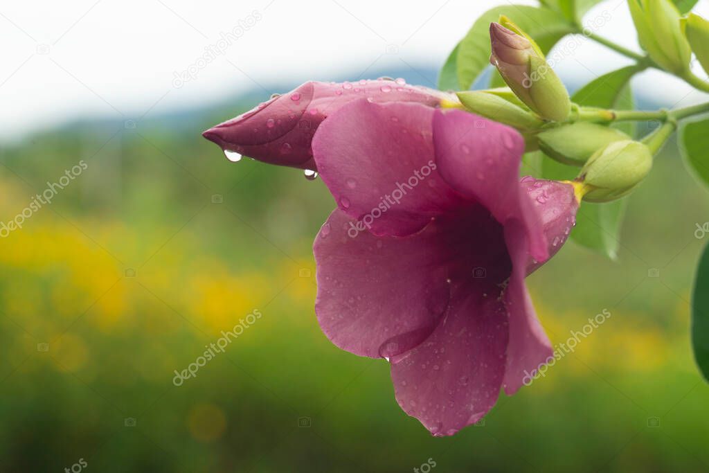 Allamanda blanchetii flower purple color on the tree. Soaked from the raindrops that flow through. Blurred background of garden yellow flower outdoor.