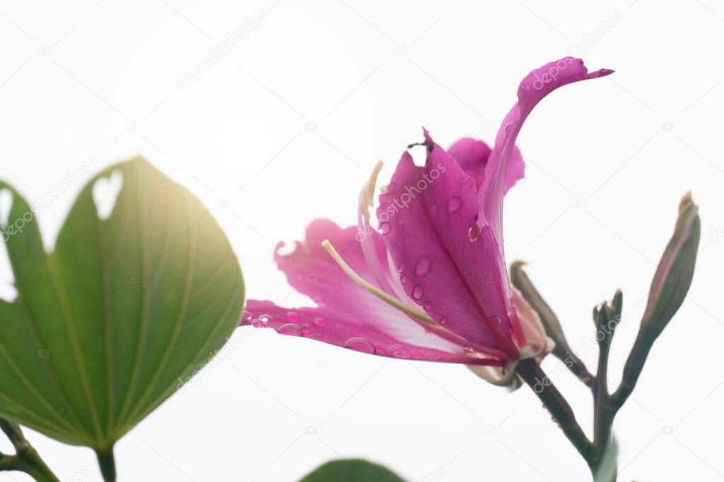 Pink color of Bauhinia purpurea flower. Bouquet of flowers atop branches and green leaves. Under white sky with orange effect.