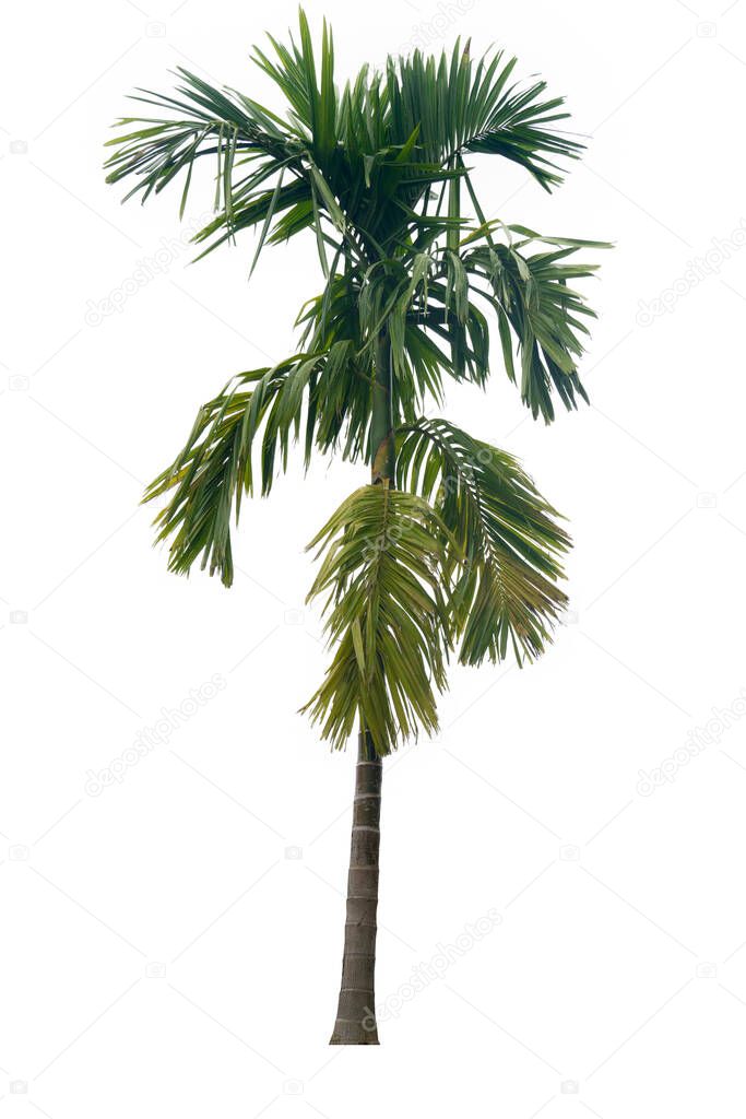 Betel nut trees are succulent with lush green leaves. Isolated white color for background and textured.