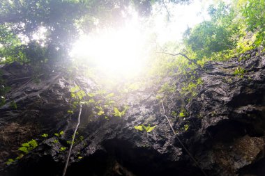 Ağaçlarla kaplı bir uçurumun yukarı bakan görüntüsü. Ormanın derinliklerindeki doğanın nemi..
