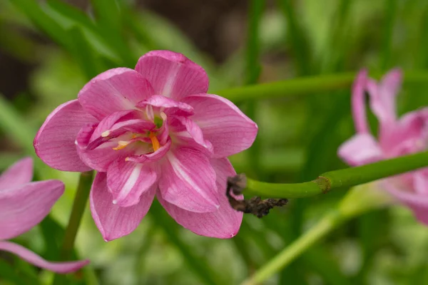Розовый Цветок Zephyranthes Grandiflora Травянистое Растение Имеет Небольшие Тонкие Листья — стоковое фото
