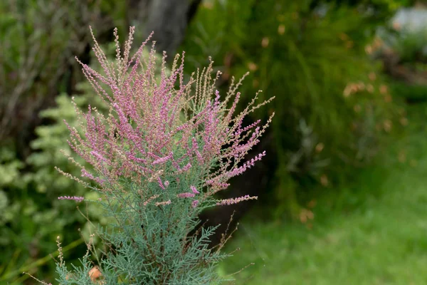 Природный Фон Розового Цветка Tamarix Smyrnensis Bunge Размытом Фоне Зеленого — стоковое фото