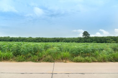 Tayland 'daki beton yolun yatay görüntüsü. Yeşil çimenlerin arka planı. Cassava tarlaları ve kauçuk ağaçlarının genç tohumları. Gökyüzünün altında.