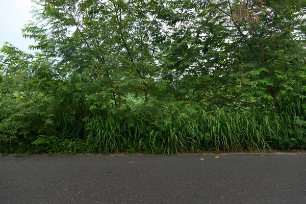 道路の前に具体的な道路 緑の草と一緒に キャッサバ畑とゴムの木の若い苗です 空の下で — ストック写真