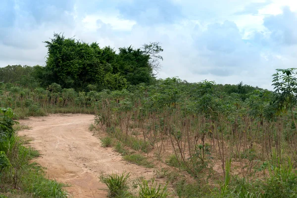 Kurvenreicher Feldweg Der Durch Die Cassava Parzelle Führt Unter Blauem — Stockfoto