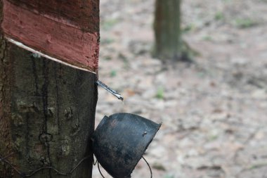 Plastik kaplamalı plastik plastik levhayı kapat. Akımın olmadığı yerde lateks. Çiftlikte bir sürü kauçuk ağacı var..