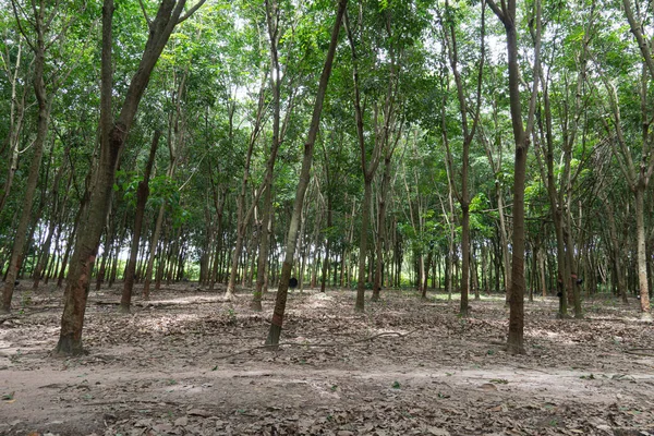 Close Oup Foreground Walking Path Ground Bacground Rubber Tree Plantations — Stockfoto