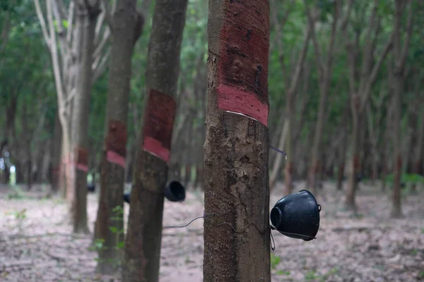 Rubber tree with Plastic pot held up. Latex where there is no flow. With many rubber trees in plantation.