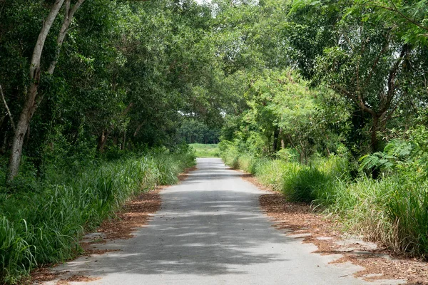 Road ahead of the asphalt road. Beside with green grass and trees. Shady paths full of natural scenery in the provinces.