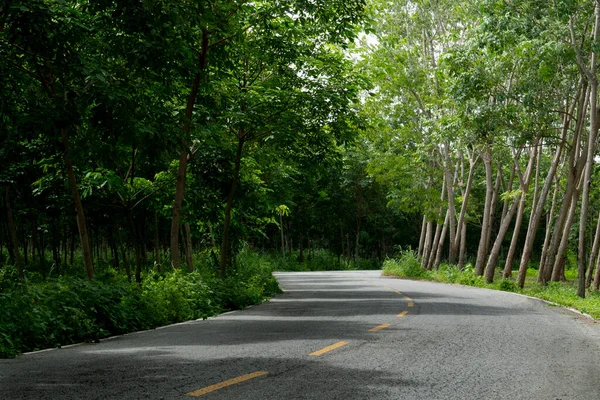 Country Road Thailand Trees Rubber Curving Road Path Yellow Line — Stock fotografie