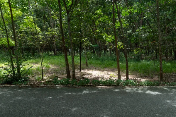Country Road Thailand Trees Rubber Yellow Line Center Asphalt Road — Fotografia de Stock