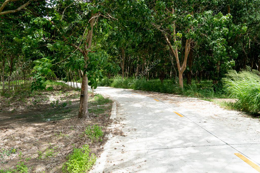 Country road in Thailand. Beside with trees rubber. Yellow line in the center of concrete road. 