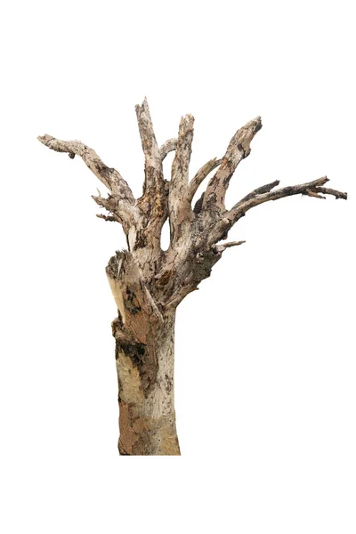 Сухий Стовбур Дерева Багато Гілок Фону Текстури Відсічним Контуром — стокове фото