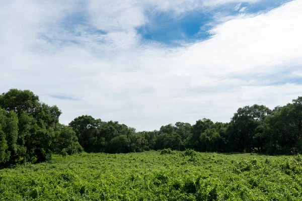 Landscape View Green Grass Grows Densely Fertile Surrounded Tall Mangroves —  Fotos de Stock