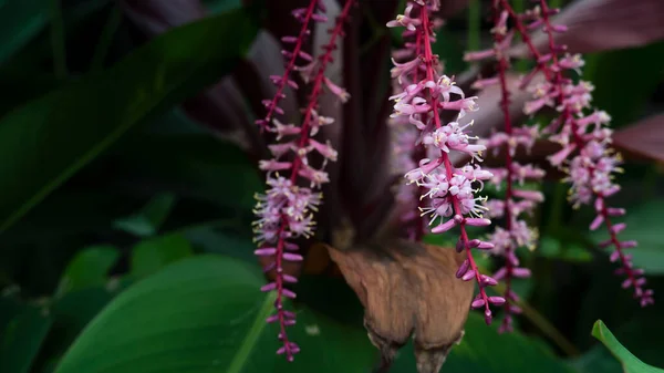 Cordyline Fruticosa Фиолетовые Цветы Букет Цветов Висящих Земле — стоковое фото