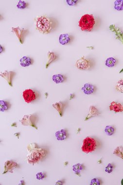 Pembe arka planda renkli kırmızı ve pembe gül çiçekleri olan estetik bir arka plan. Güzel çiçek kompozisyonu