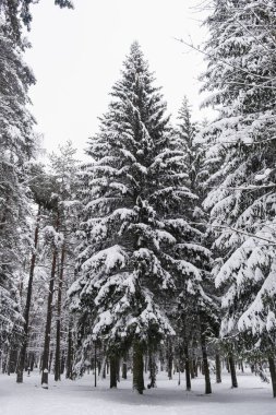 Ormanda karla kaplı ağaçlar