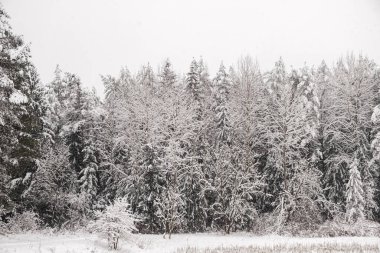 Kar altında ağaçlar olan kış ormanı manzarası. Huzurlu açık hava sahnesi