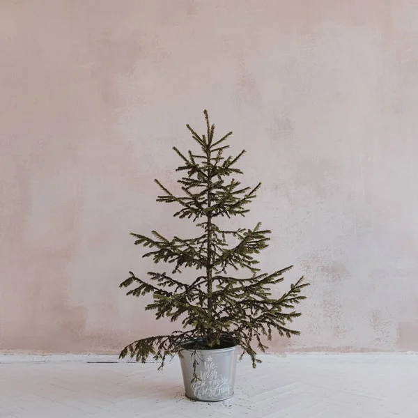 Aesthetic Minimalist Christmas Concept Spruce Fir Tree Vintage Bucket Neutral — Stock Photo, Image