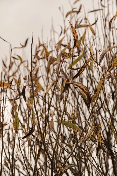 Renkli Altın Sarısı Sonbahar Yaprakları Ağaç Dallarına Düşer Açık Hava — Stok fotoğraf