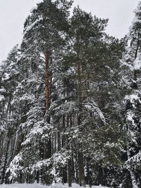 Kar yığınları arasında donmuş orman ağaçlarıyla kaplı bir manzara. Büyülü kış ormanı. Doğal manzara.